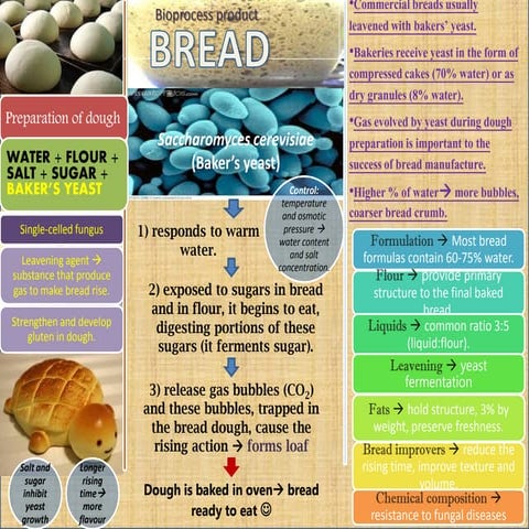Bread (Bioprocess product) | PDF