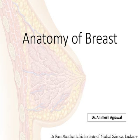 Breast anatomy