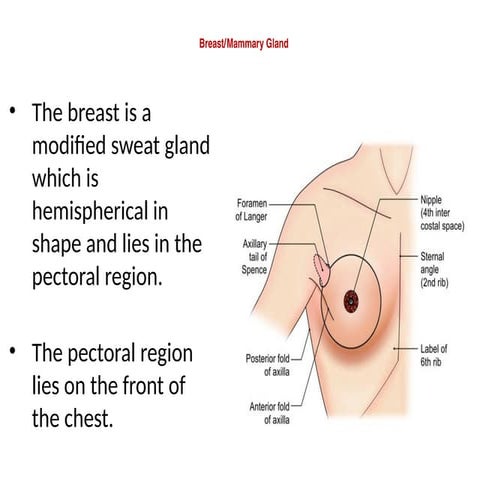 breast and lymphatic drainage.pptx.2025.