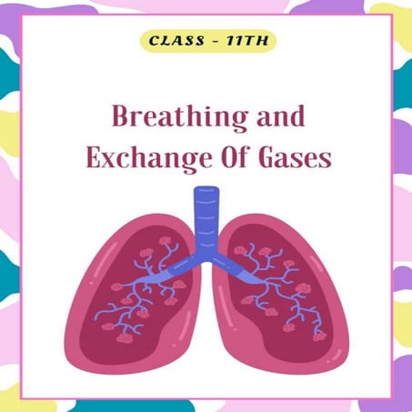 Breathing and Exchange of Gases Class 11th
