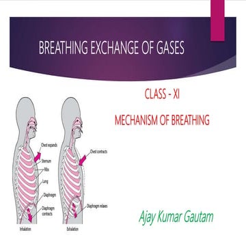 Class XI Breathing and Exchange of gases Breathing Mechanism