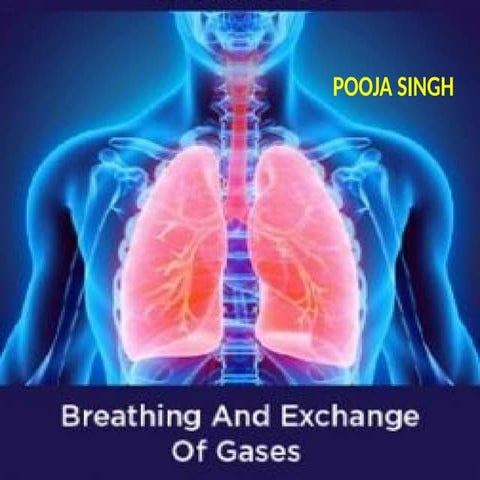 BREATHING PPT.pptx respiratory systemmmmm