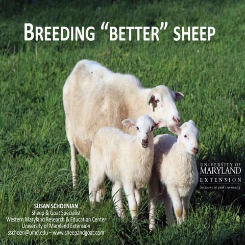 Breeding better sheep