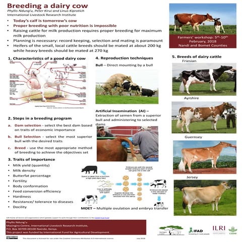 Breeding a dairy cow