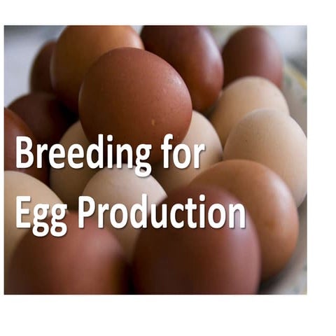 View of Breeding for Egg production.pptx