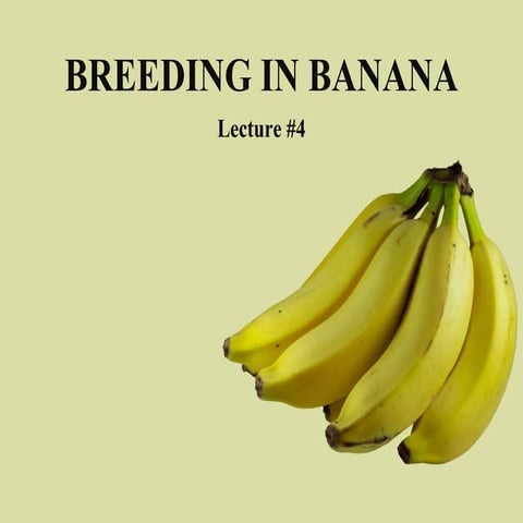 Breeding in banana