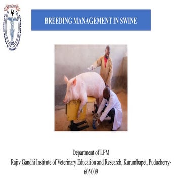 breeding management in pig presentations