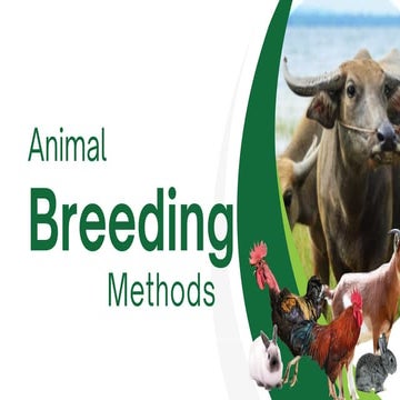 ANIMAL BREEDING PROGRAM AND BREEDING  METHODS.pdf