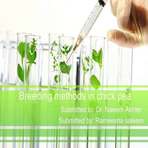 Breeding methods in chick pea