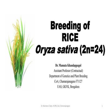 Breeding of rice