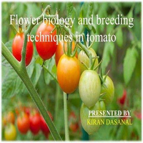 Floral biology and breeding techniques in tomato