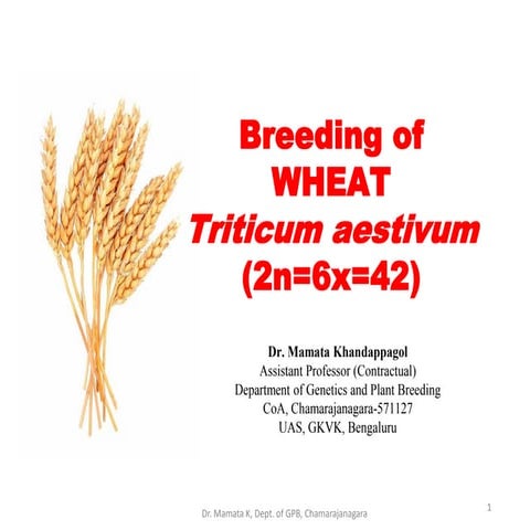 Breeding of wheat