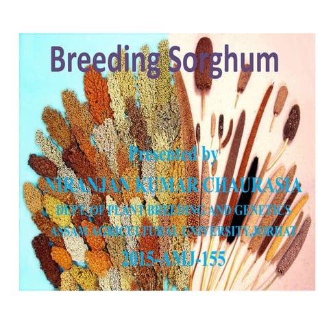 Breeding sorghum