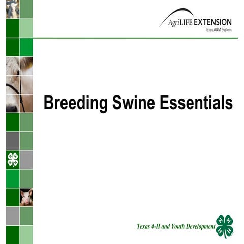 Breedingswineessentials