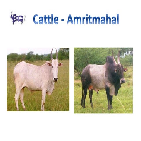 Breed Photos with full details of photos | PDF