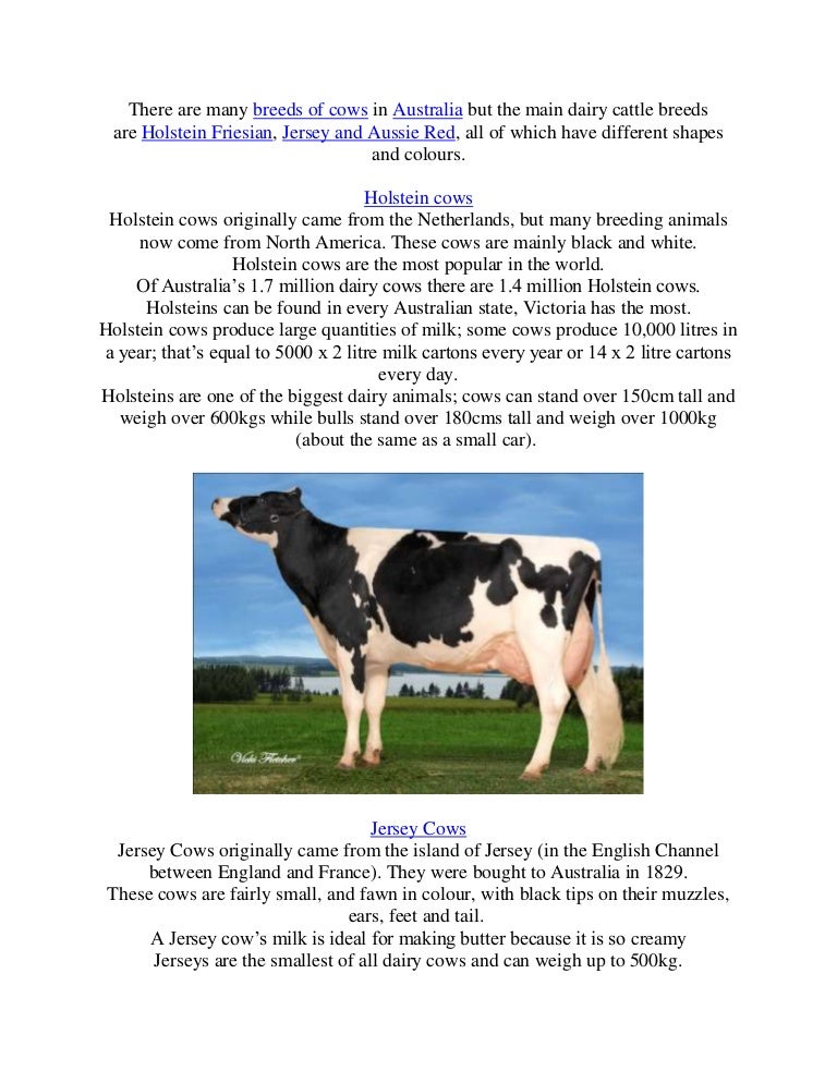 Breeds Of Dairy Cows In Australia
