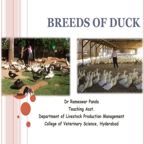 Breeds of duck