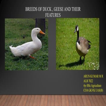 Breeds of duck , geese and their features | PPT