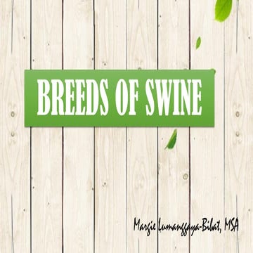 Breeds of swine