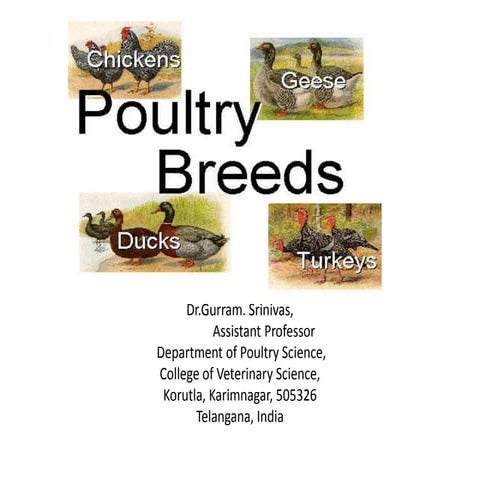 classification poultry breeds (chicken, turkey, duck and quail)