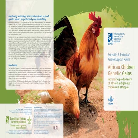 African Indigenous Chicken Productivity 
