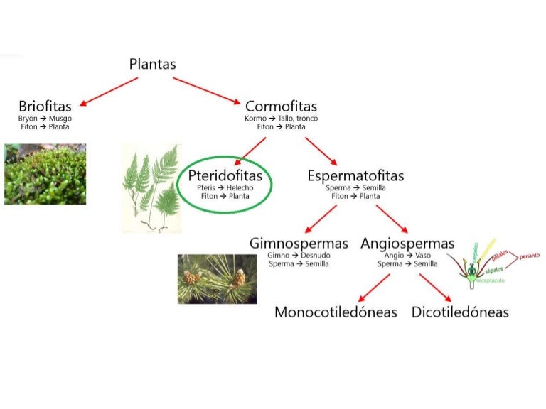 Qual A Diferença Entre Briófitas E Pteridófitas