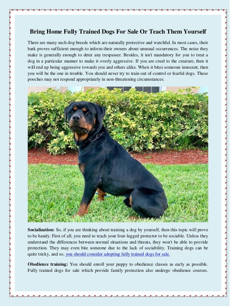 home protection dogs for sale