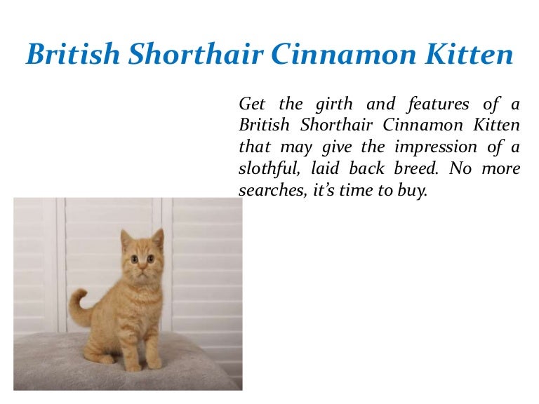 British Shorthair Cinnamon Kitten