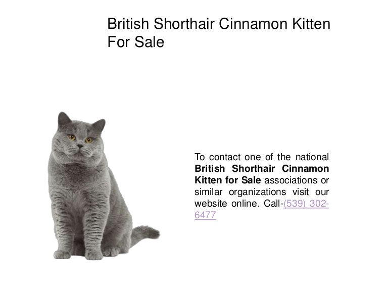 cinnamon british shorthair kittens for sale