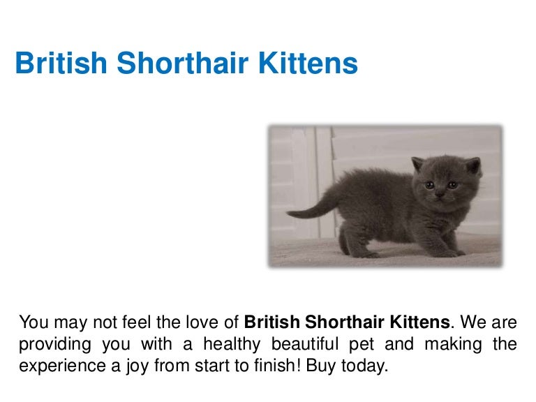 cinnamon british shorthair kittens for sale