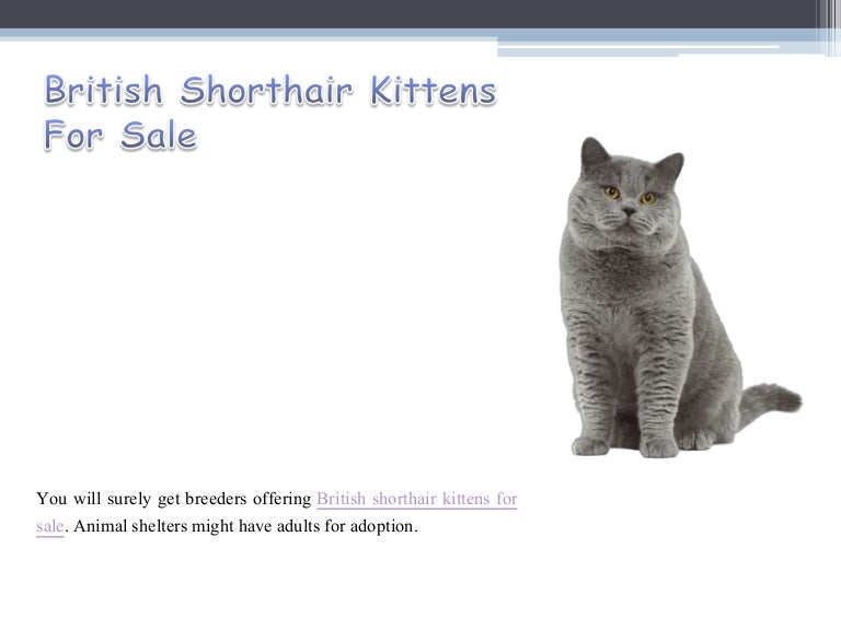 adopt british shorthair
