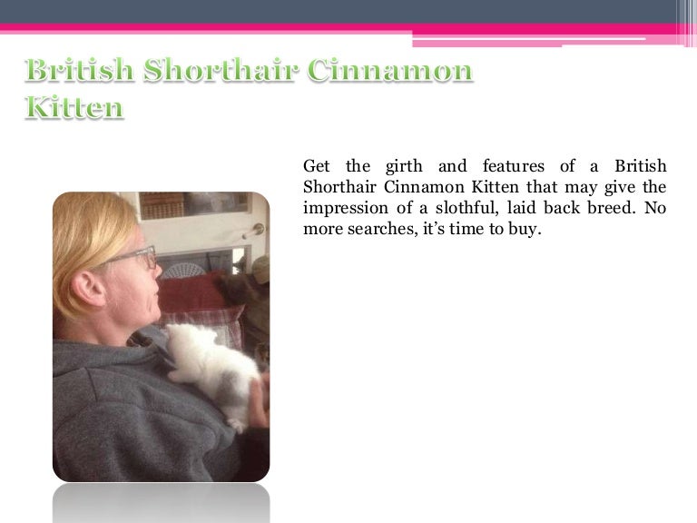 cinnamon british shorthair kittens for sale
