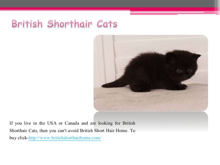 British Shorthair Kittens For Sale In Canada