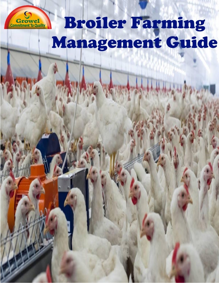 Broiler Farming Management Guide