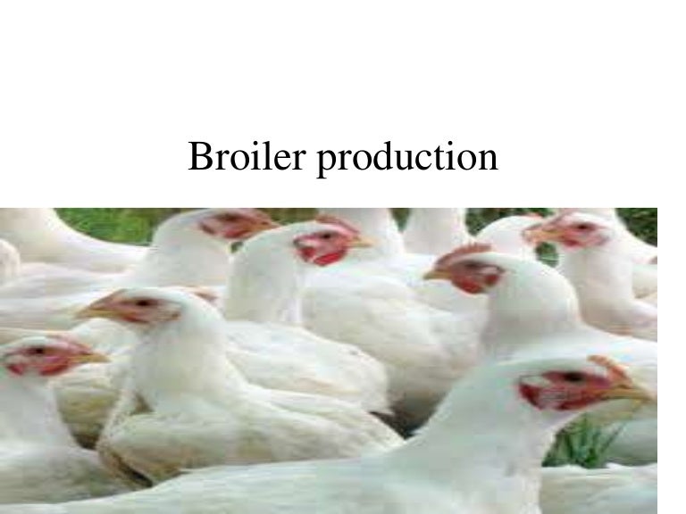 Broiler management