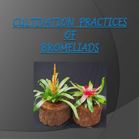 Bromeliads