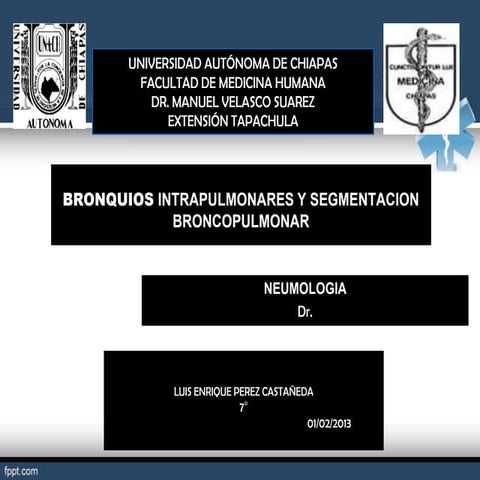 Bronquios intrapulmonares