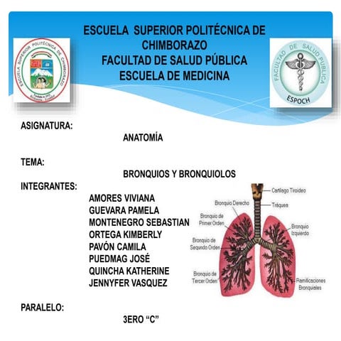 Bronquios y pulmones
