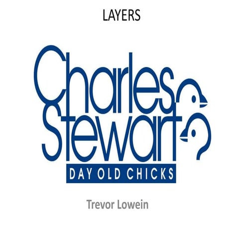 Brooding layer chicks tl