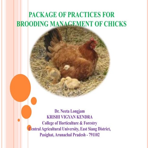 Brooding Management     of.  Chicks.pptx