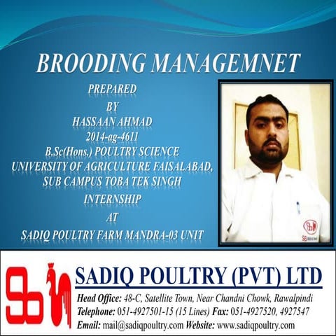 "Brooding Management of Layers Chicks"