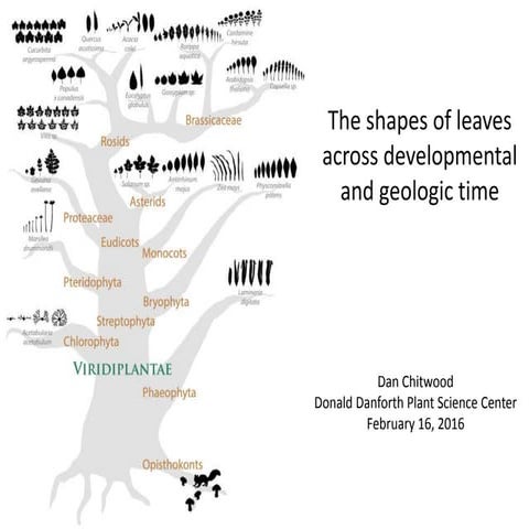 The shapes of leaves across developmental and geologic time