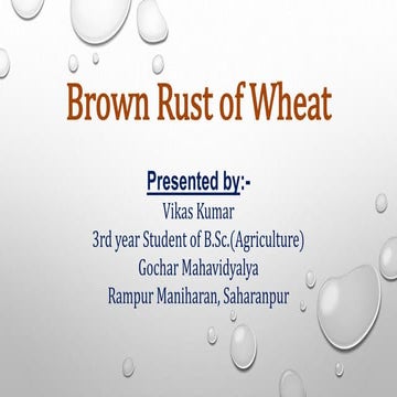 Brown Rust of Wheat