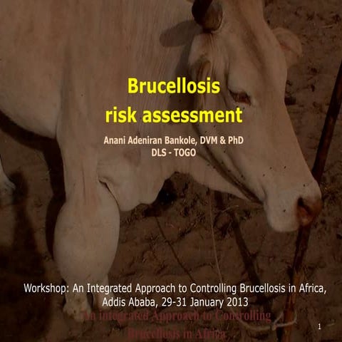 Brucellosis risk assessment