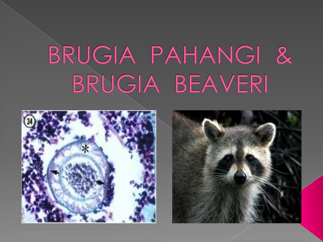 Brugia  pahangi  &  brugia  beaveri