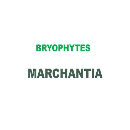 Marchantia