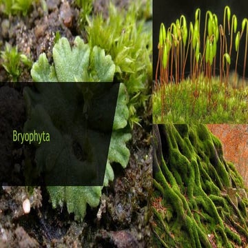 Riccia | PPTX