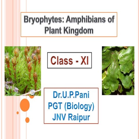 Bryophytes :Amphibians of Plant Kingdom 