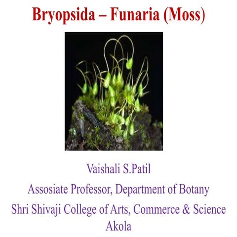 Bryopsida – funaria