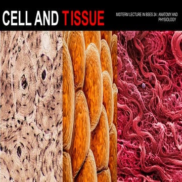 CHAPTER 3 The Cellular Level of Organization.pptx